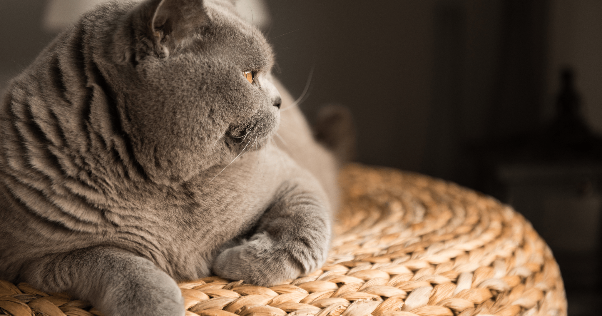 gatto british shorthair
