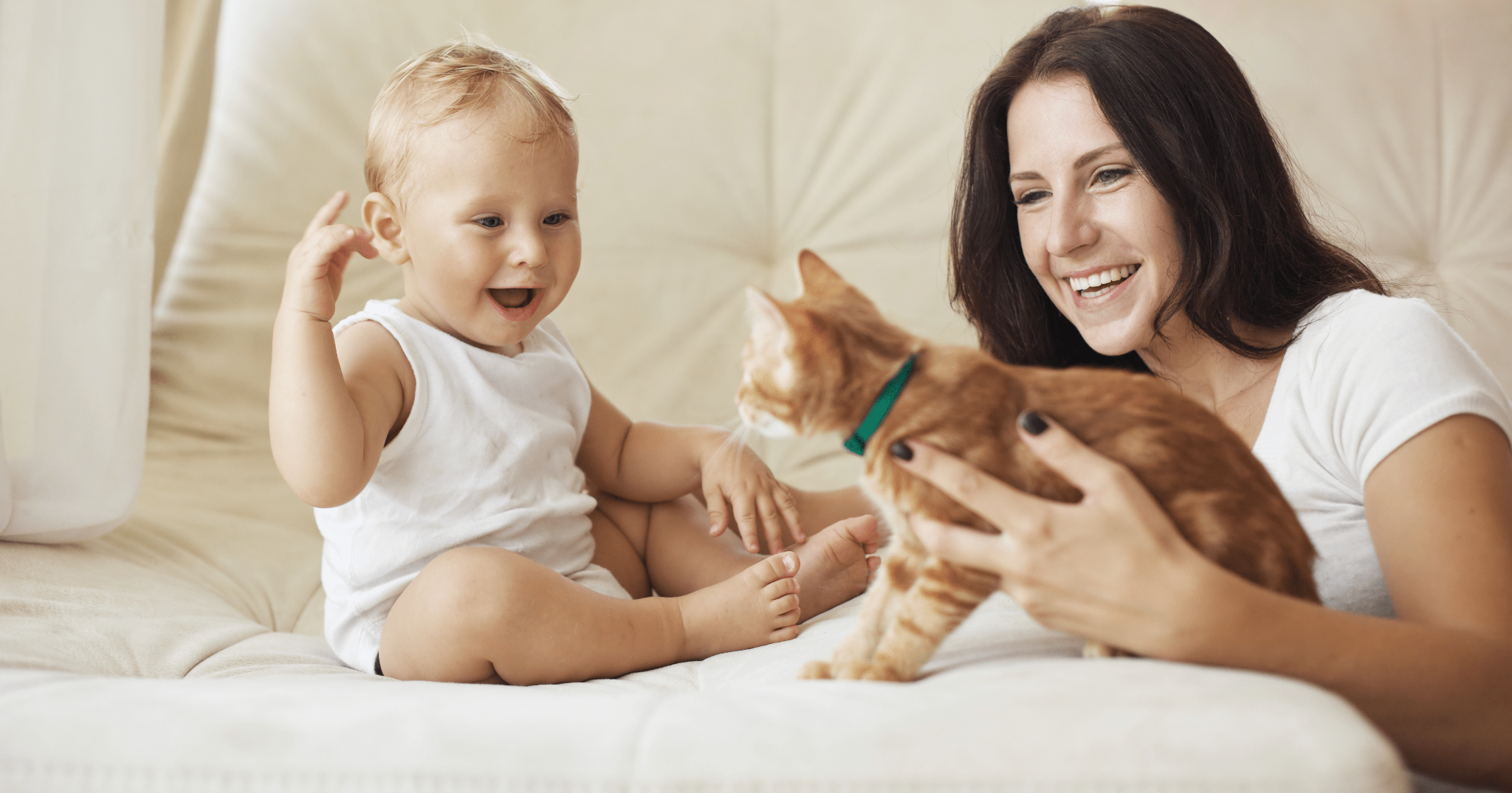 gatto geloso del neonato, i segnali