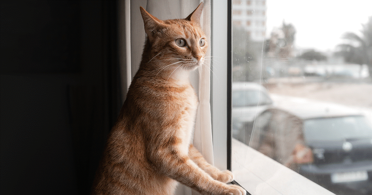 gatto guarda dalla finestra