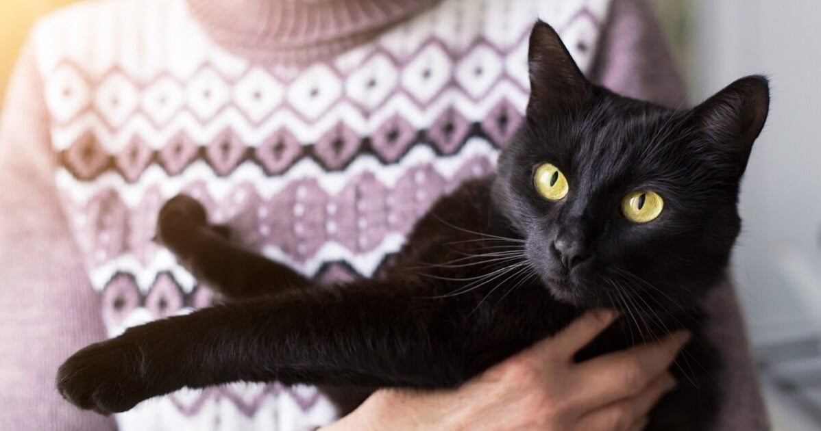 gatto nero in braccio-1