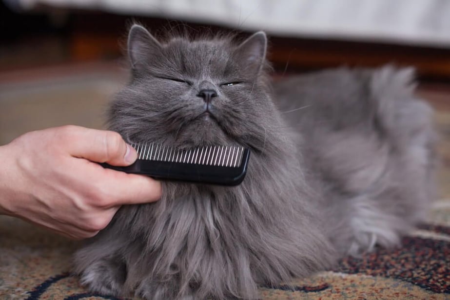 grooming Cat is being combed