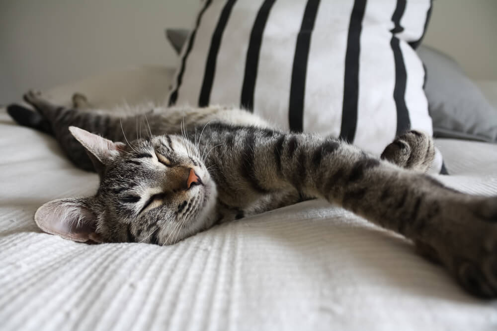 observez le langage corporel de votre chat pour savoir s'il stress ou s'il est détendu