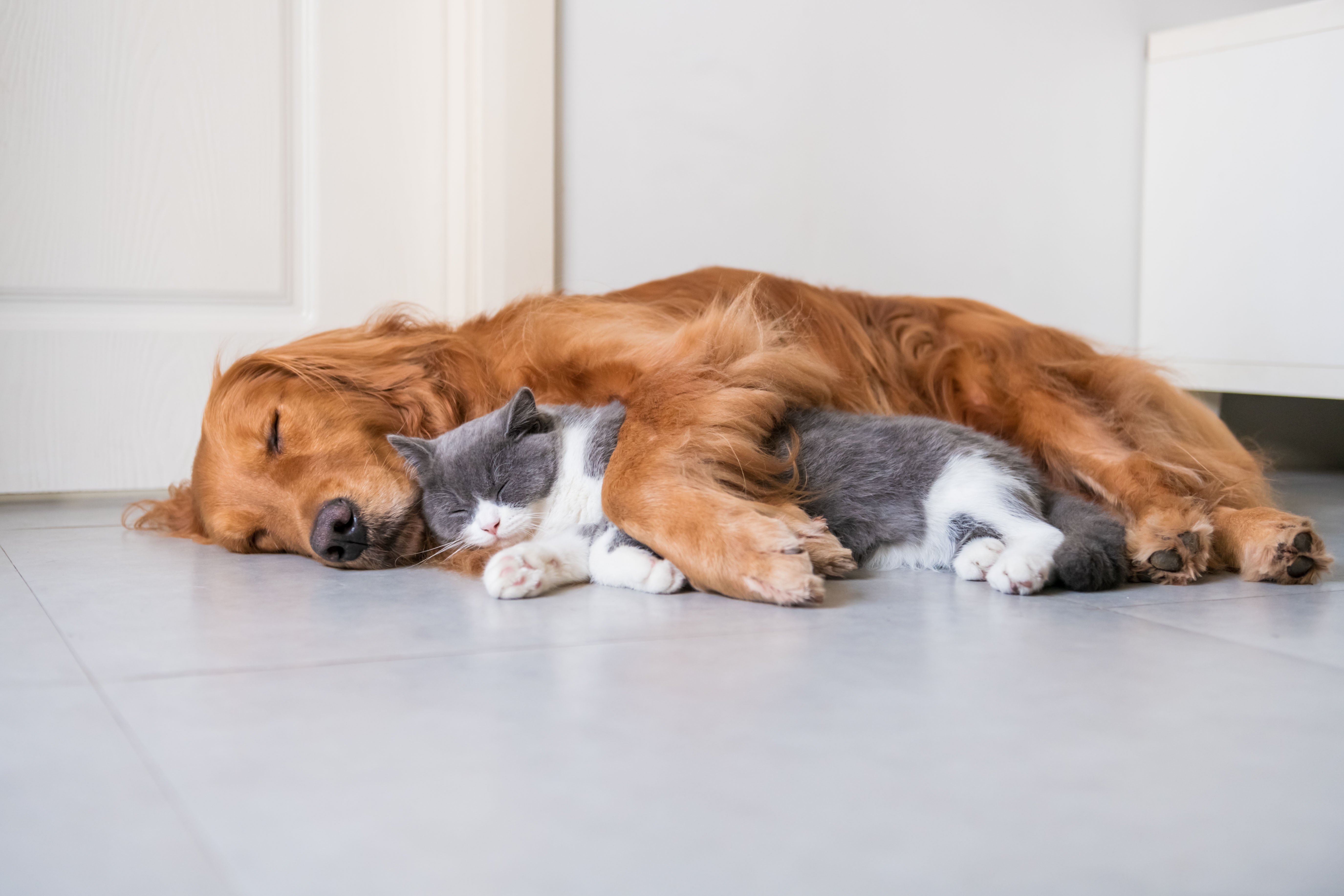 Hund und Katze Wie gewöhne ich meine Katze an Hunde?