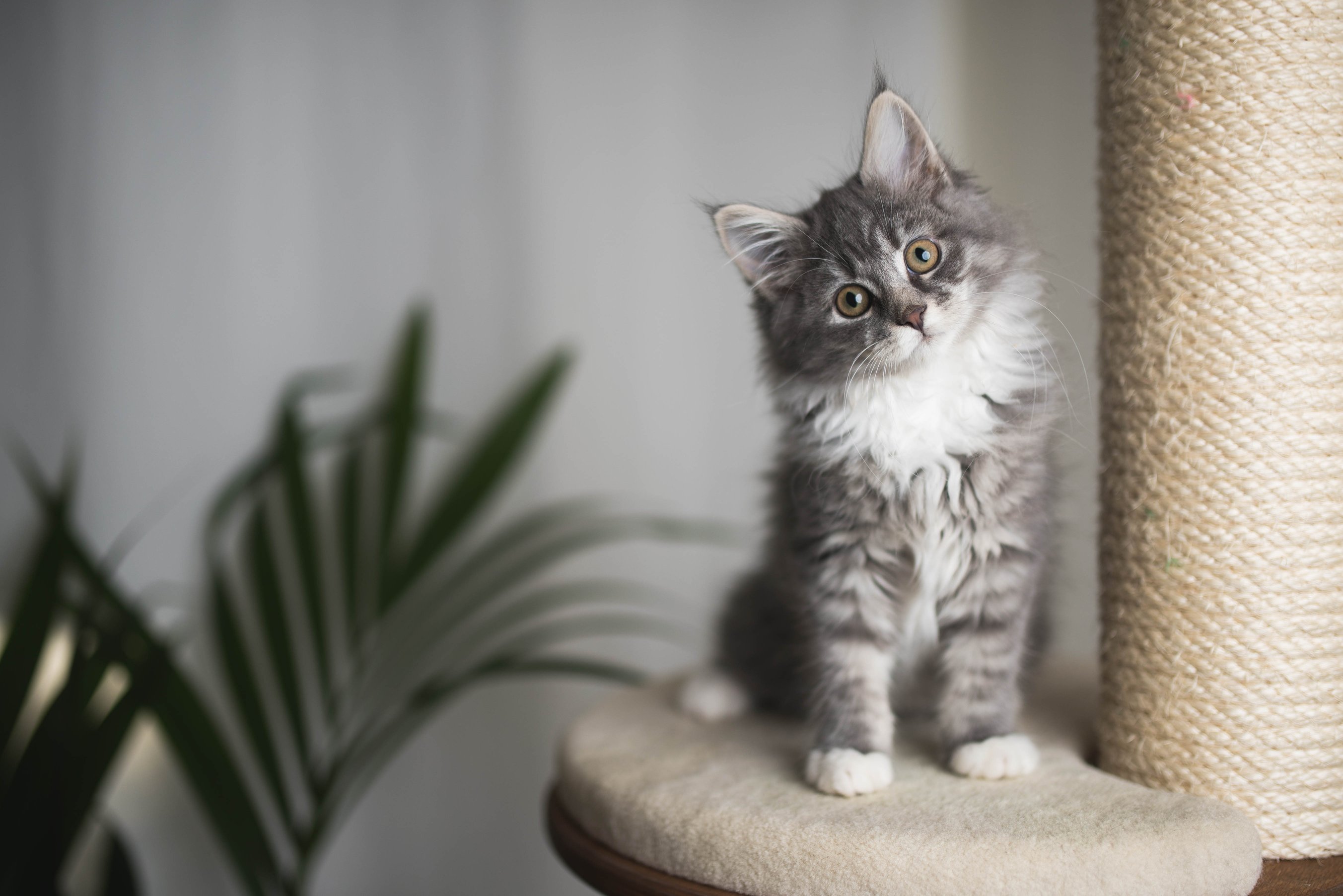 Anti Kratz Spray für Katzen So rettest du deine Möbel!