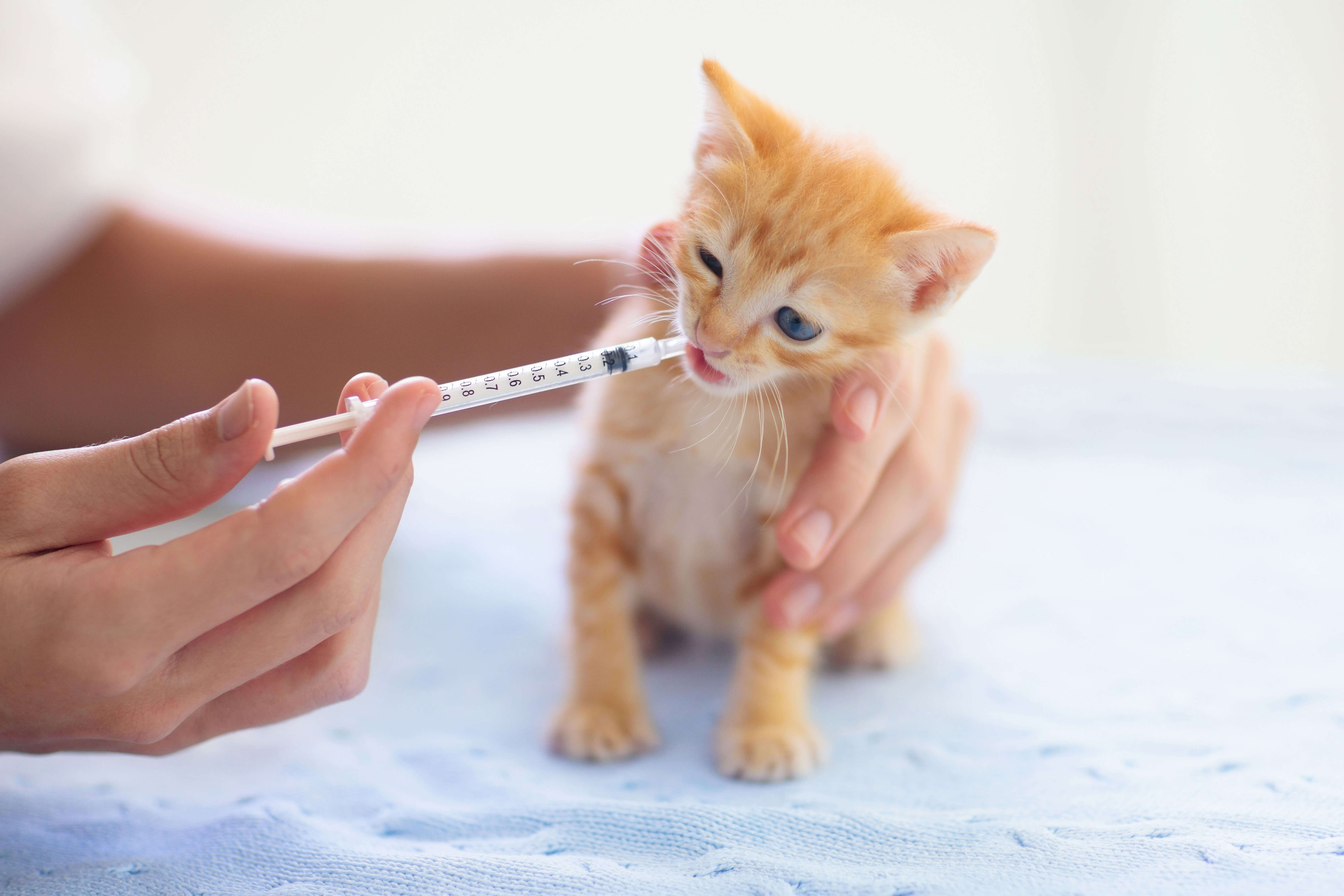 Kitten beim impfen