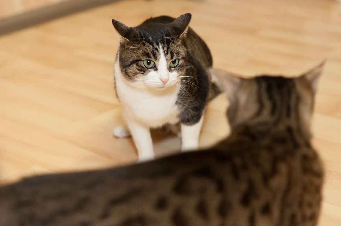 Der Tierarztbesuch mit Katze (Teil 4): Streit beim Nachhausekommen?