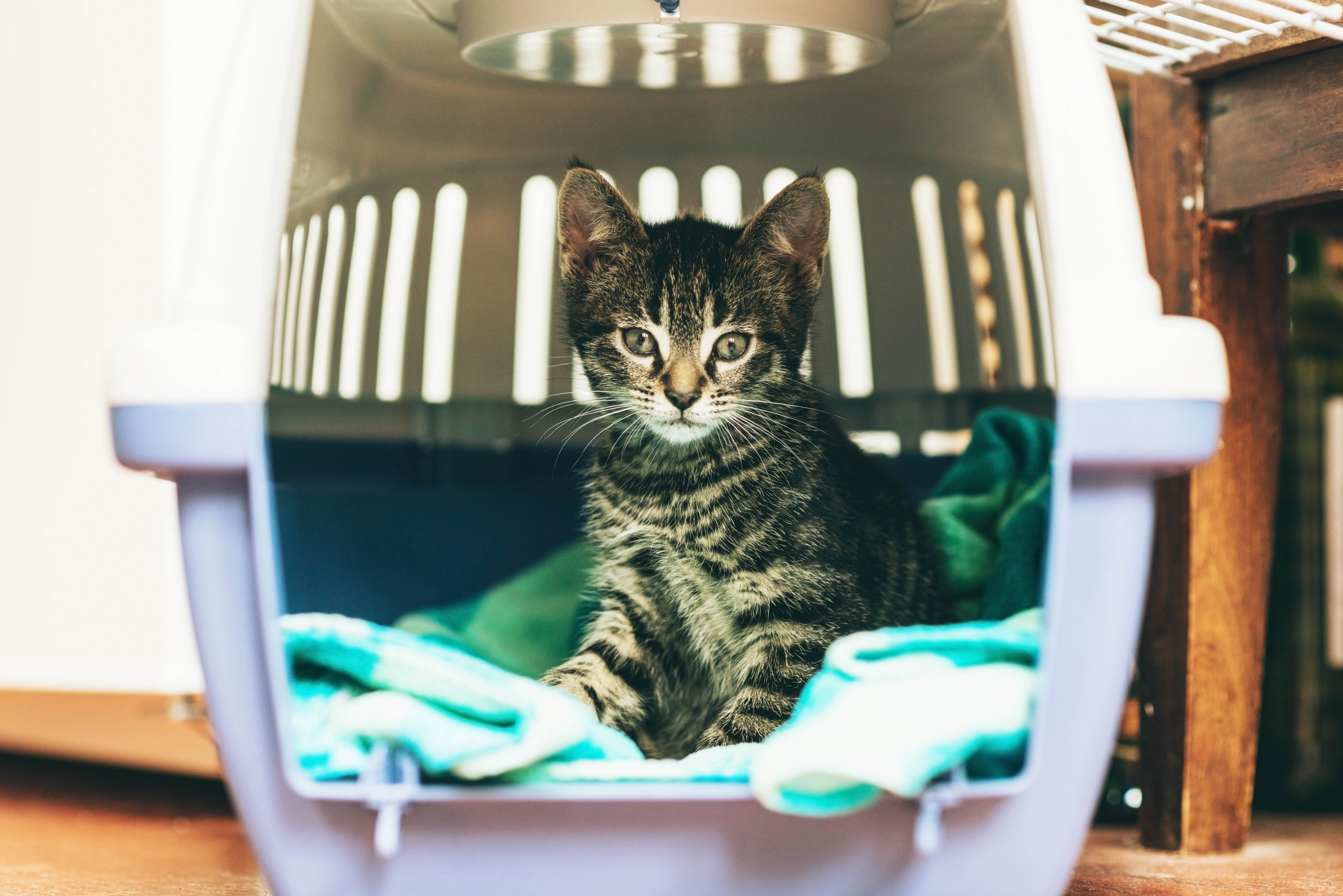 Transportbox als Grundausstattung für Katzenbabys