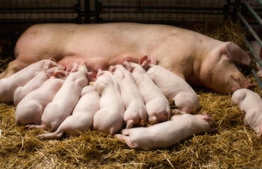 Sow lying on straw while nursing a large litter of piglets on a farm