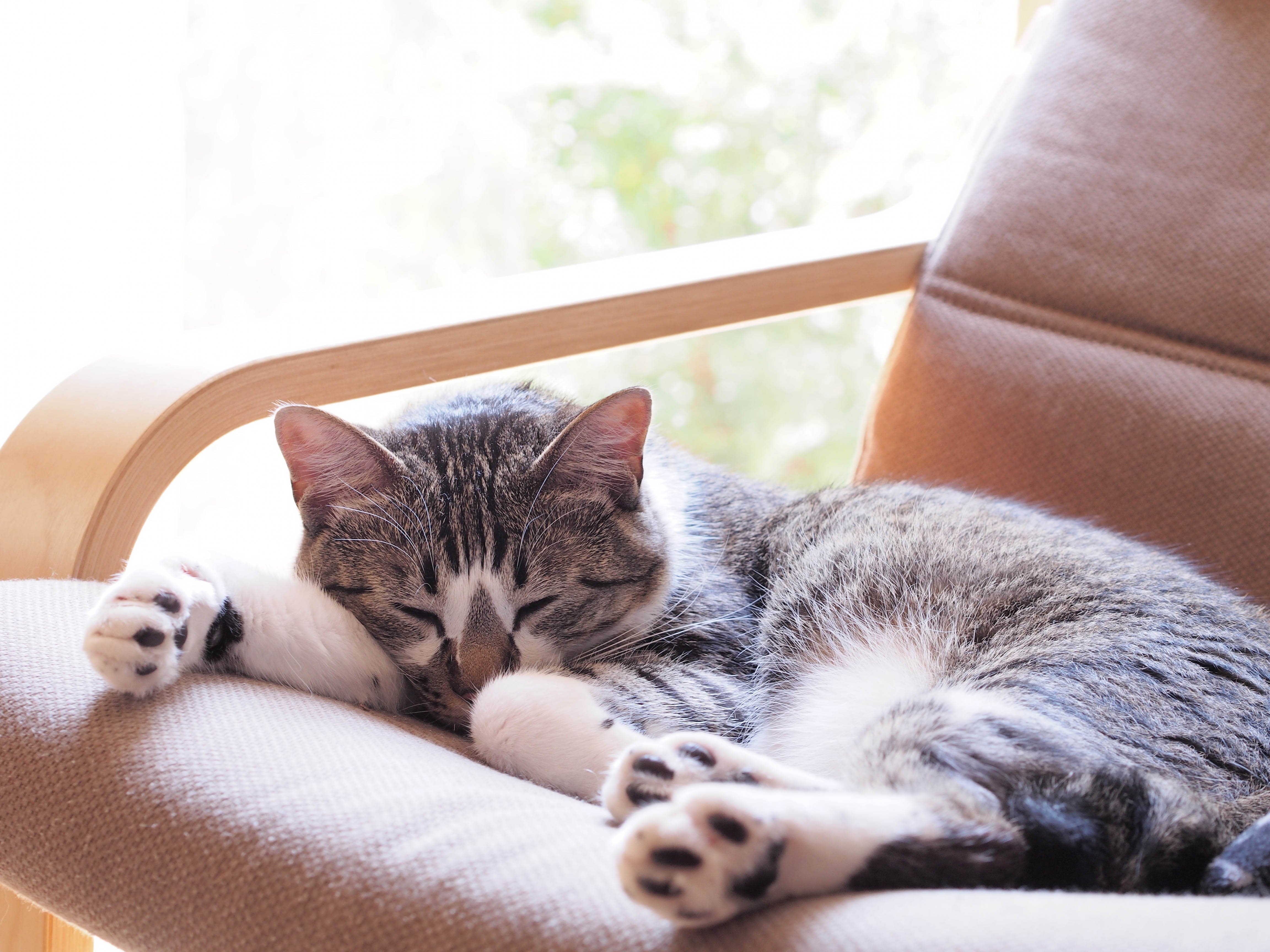 Katze liegt schlafend in Stuhl