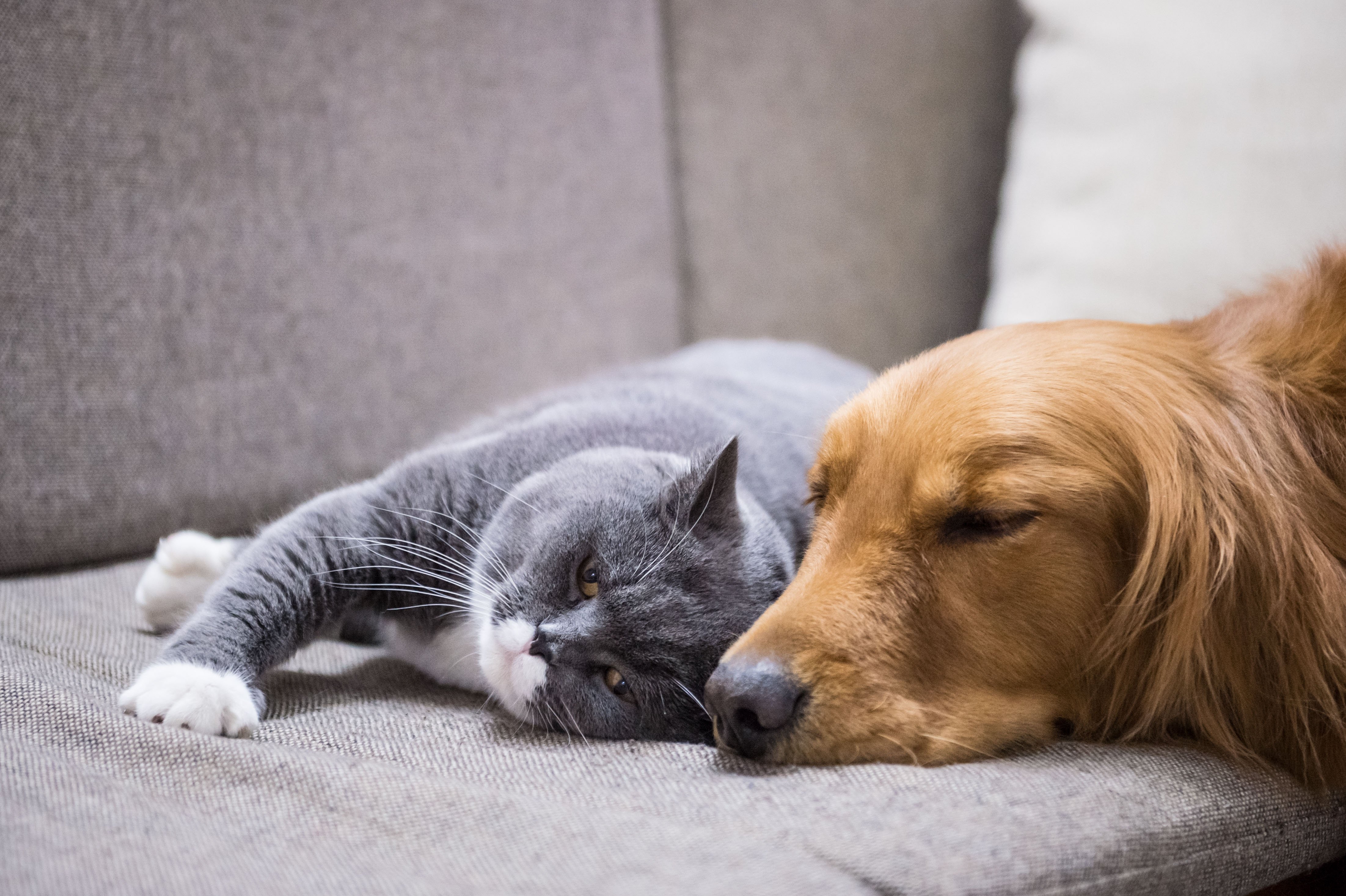 Haustiere Hund Und Katze