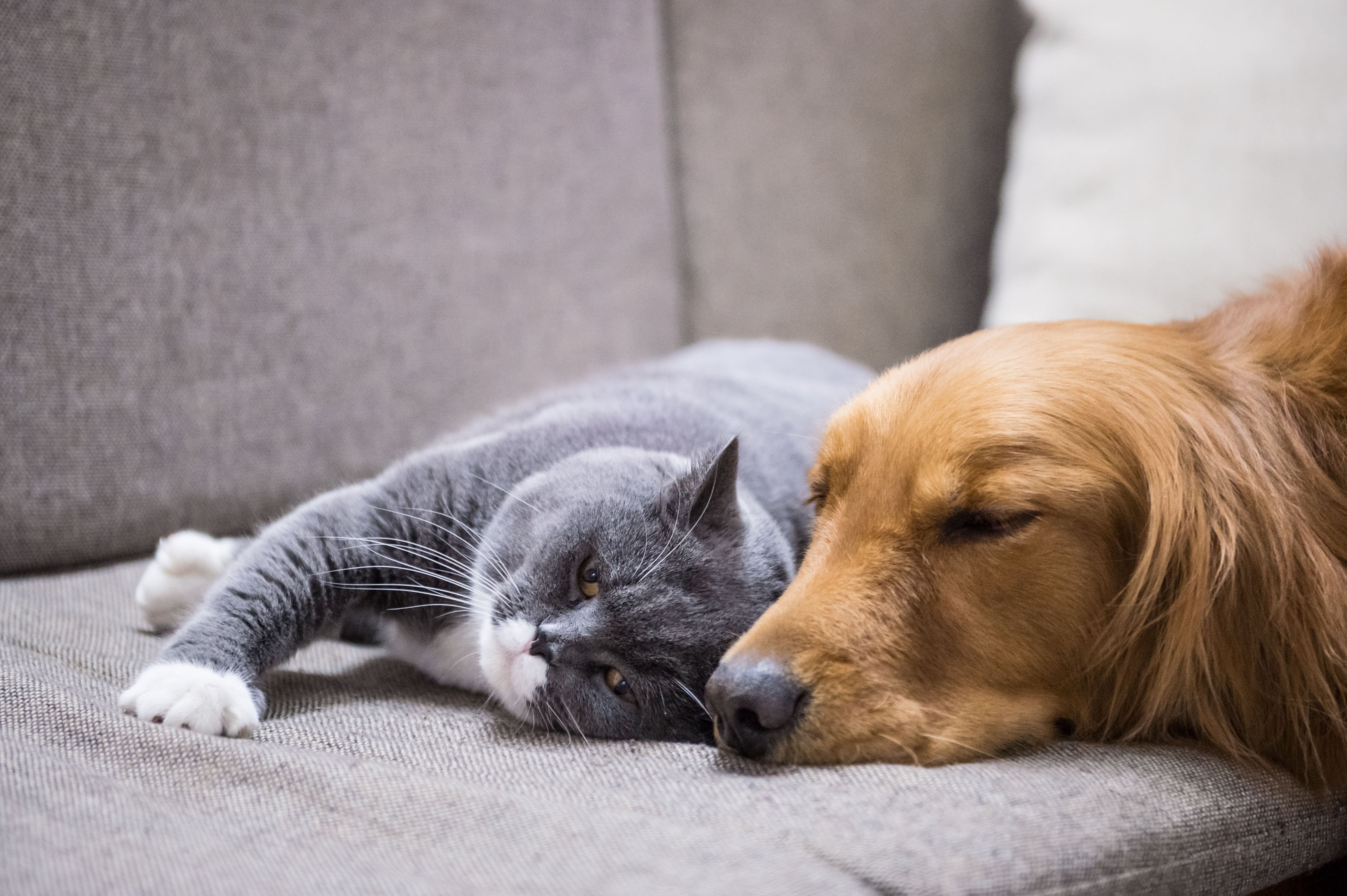Hund und Katze Wie gewöhne ich meine Katze an Hunde?