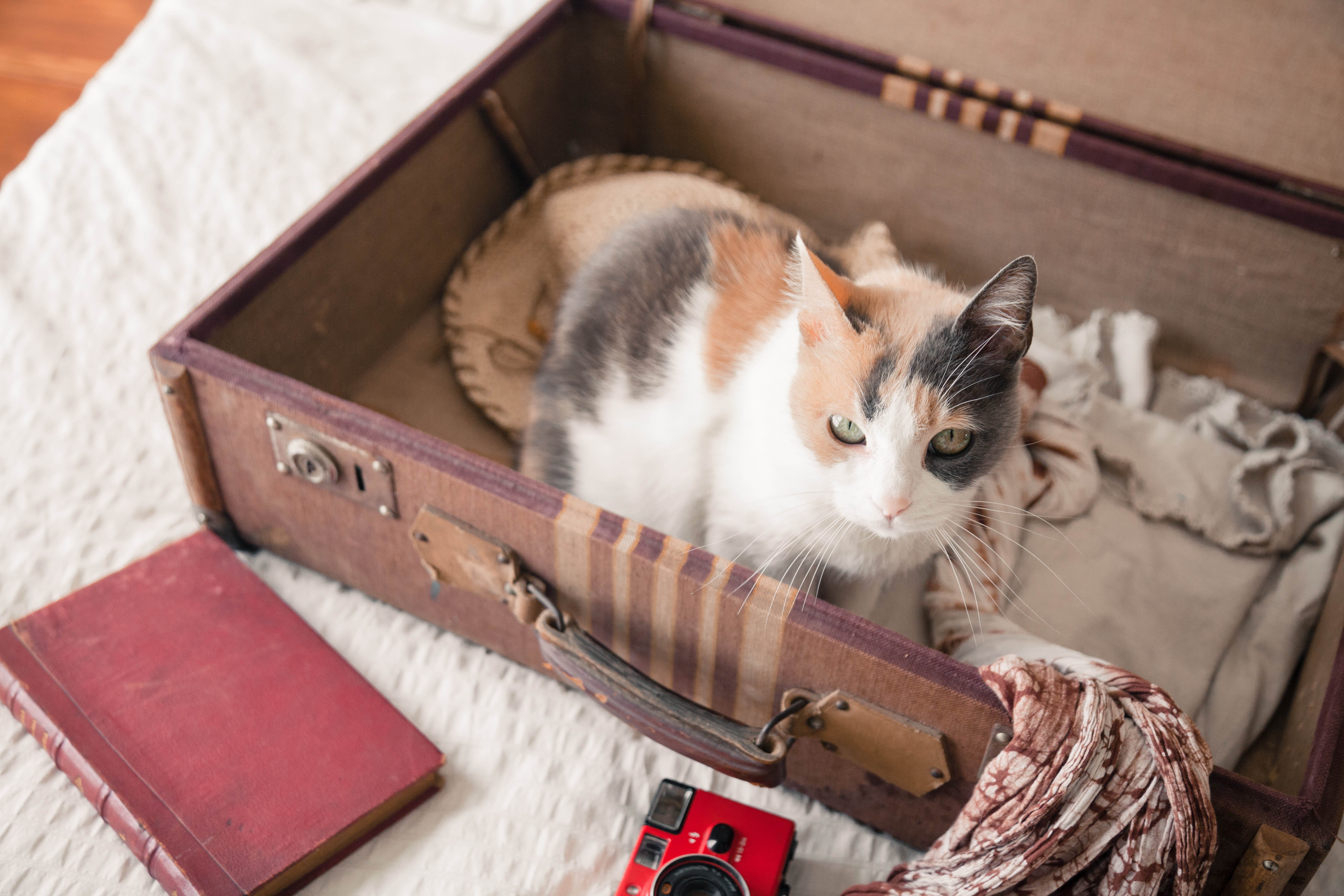 Urlaub mit Katze, Katze in Koffer