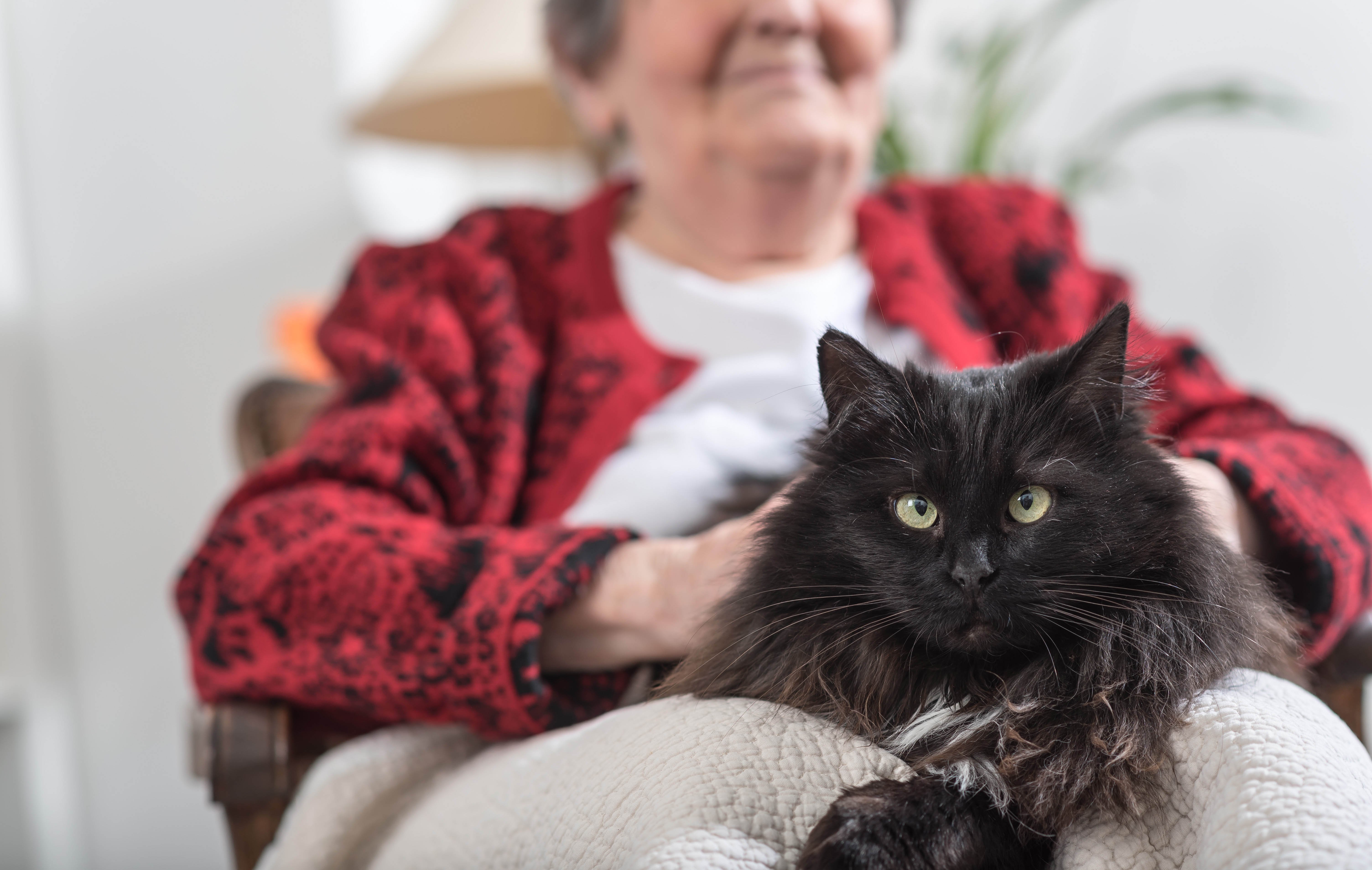 Katze sitzt auf Schoß einer alten Frau