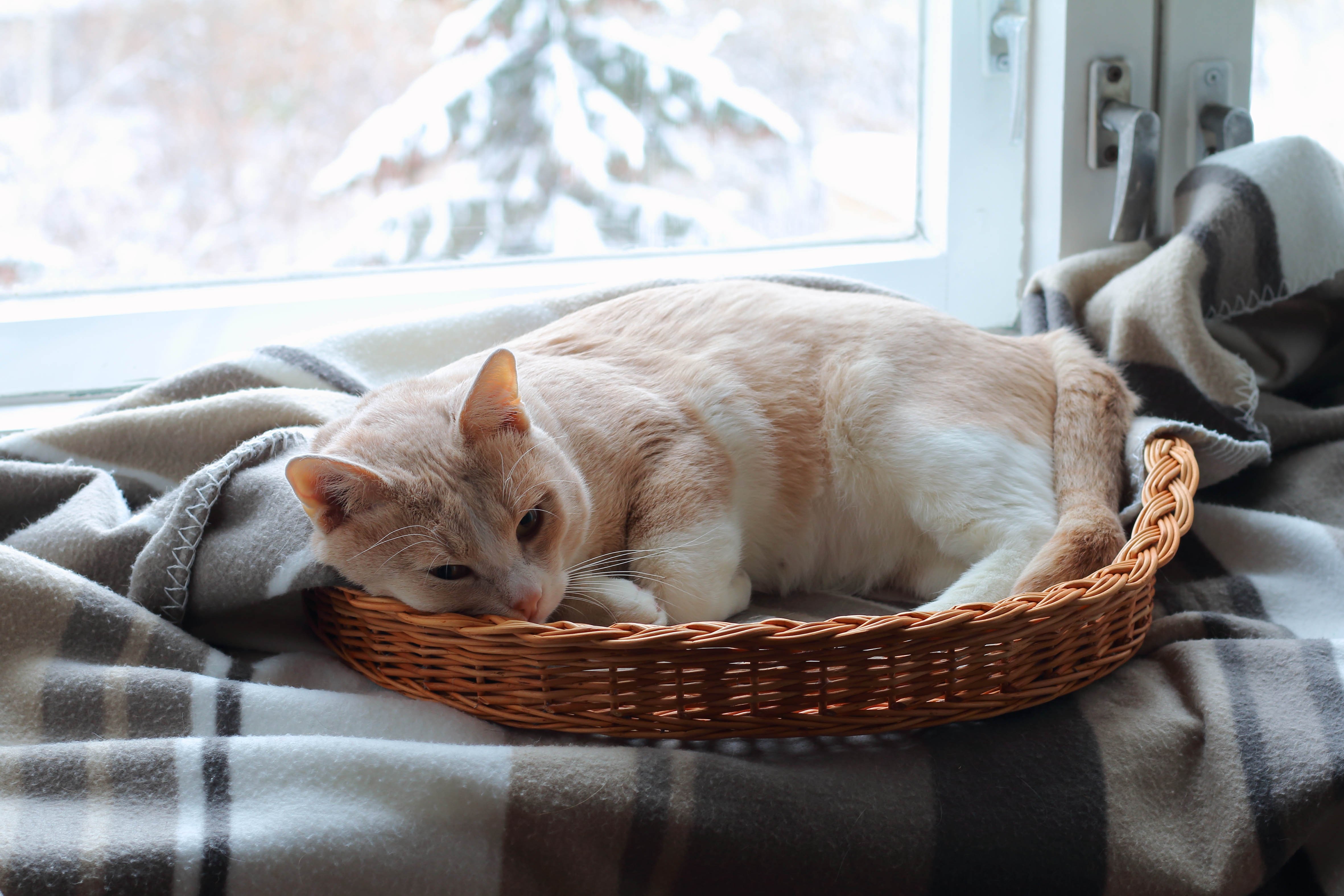 Katze in Korb vor Fenster