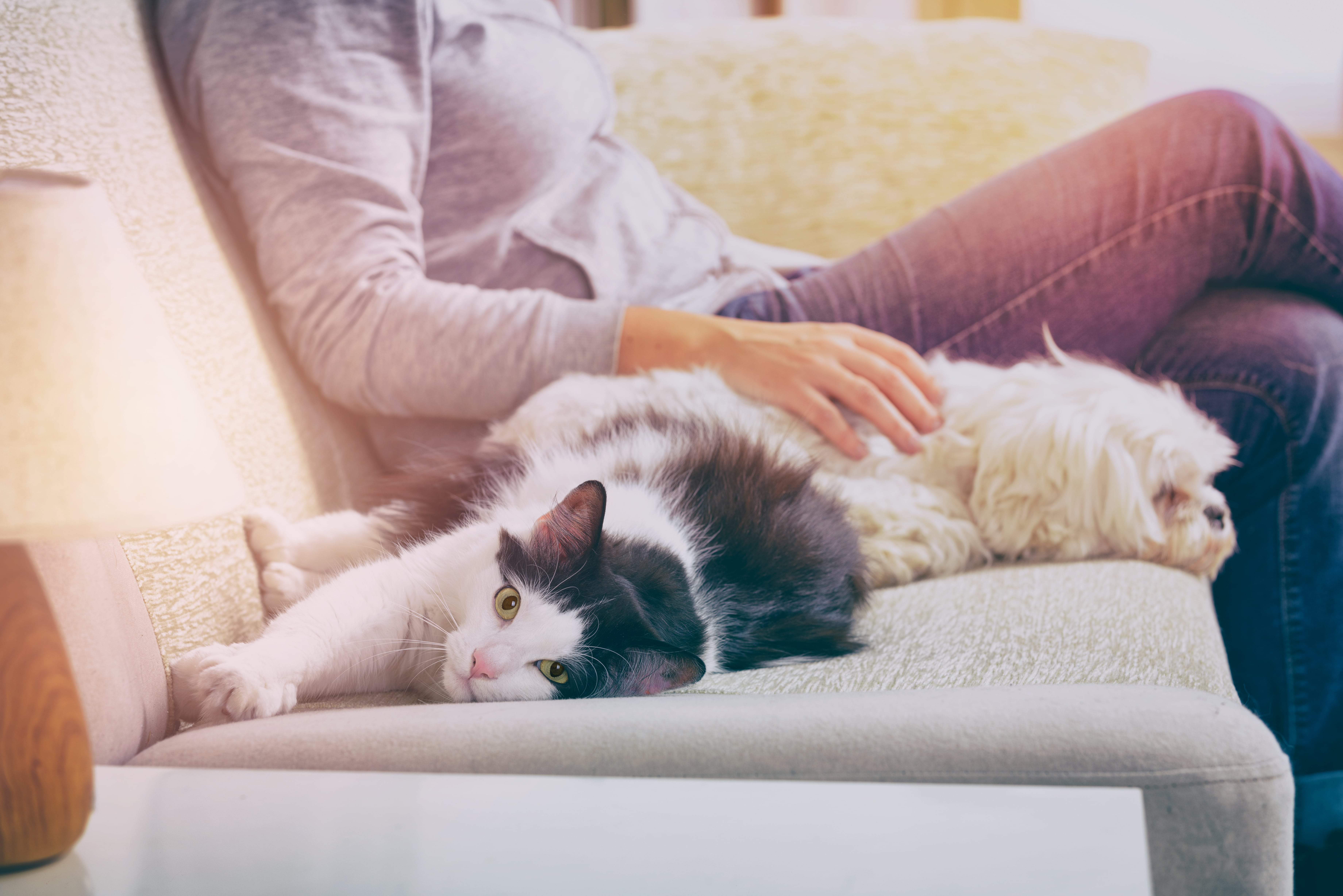 Katze und Hund funktioniert FELIWAY bei beiden Tierarten?