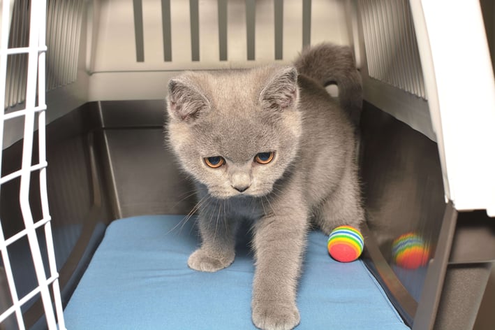 Katze eingewöhnen - die Transportbox ist der sichere Hafen der Katze