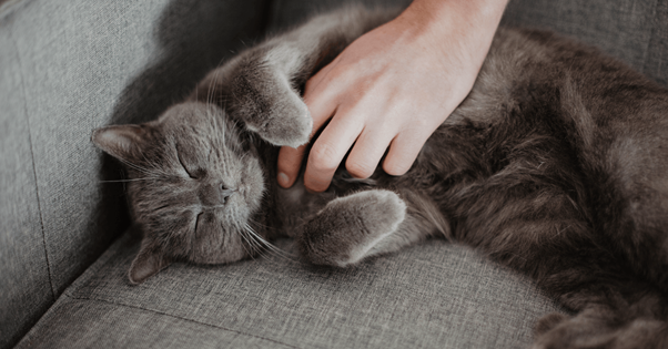Feliway_ comportamiento de gato por estres 3