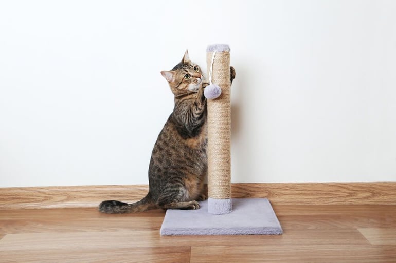 nail cutting Beautiful cat with the scratching post