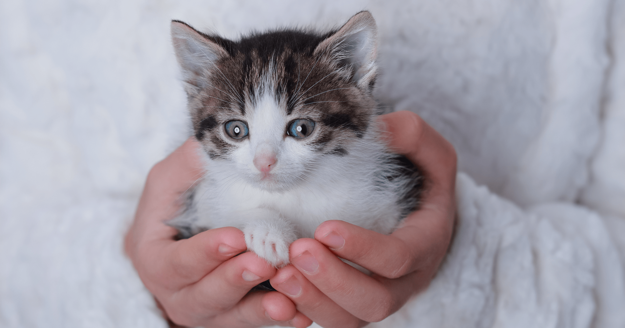 origini del gatto domestico