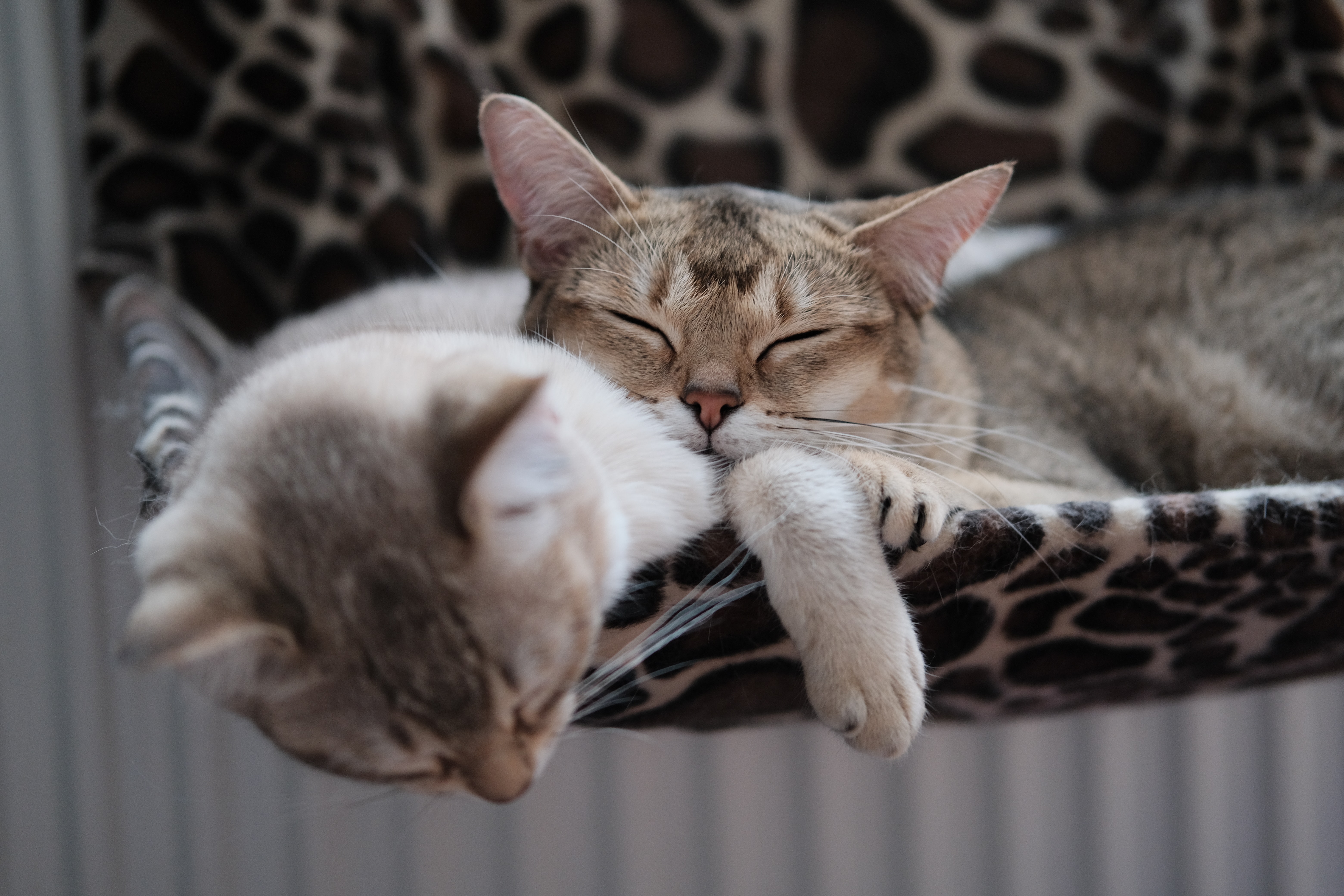 dois gatos a dormir juntos