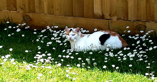 relazione-tra gatti-e-umani
