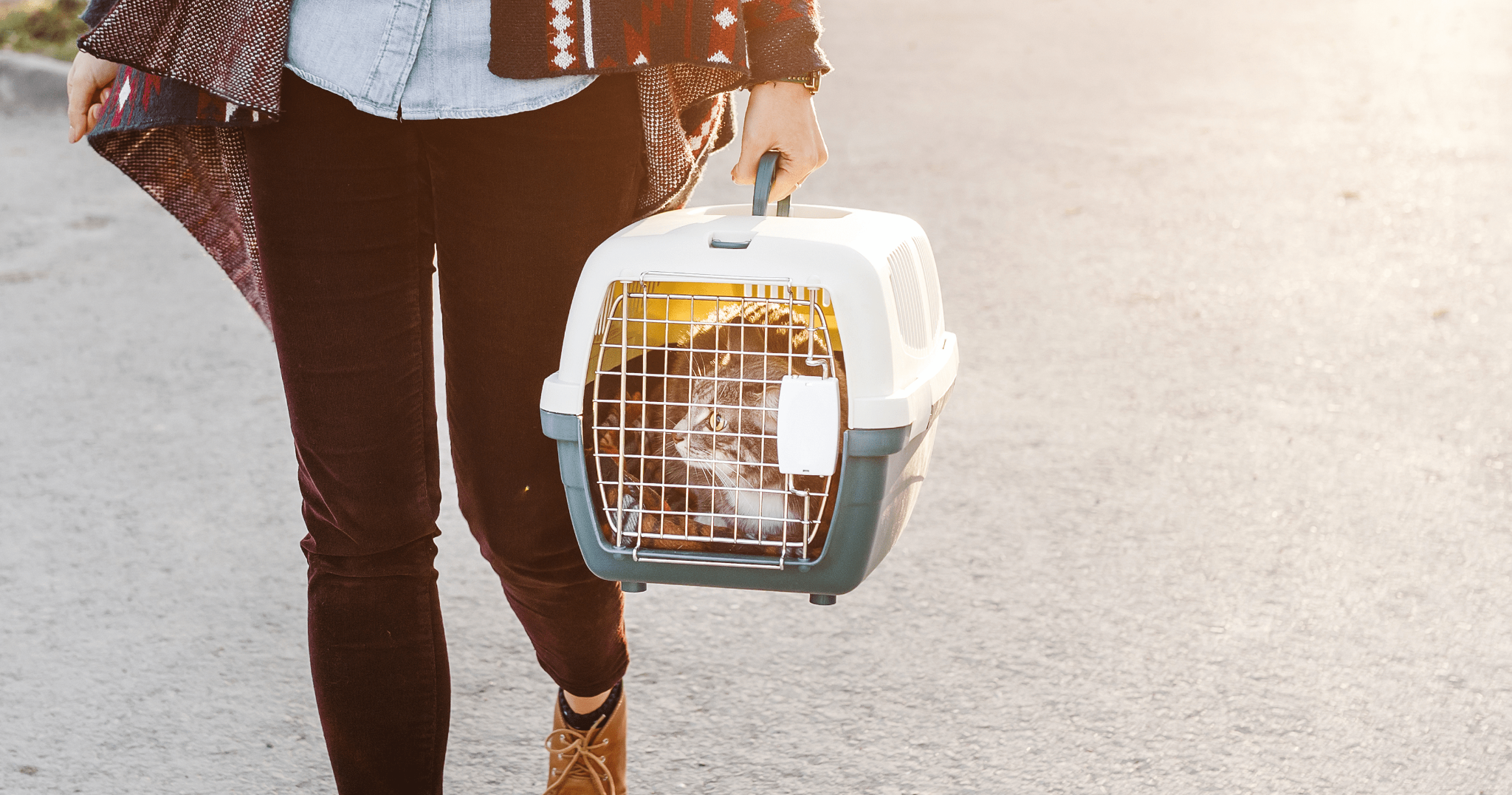 scegliere il trasportino ideale per gatti