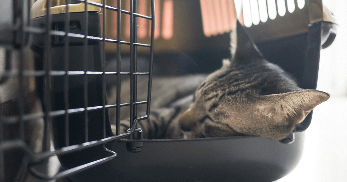 Tabby cat asleep in carrier
