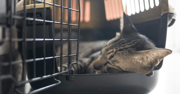 Tabby cat sleeping in cat carrier