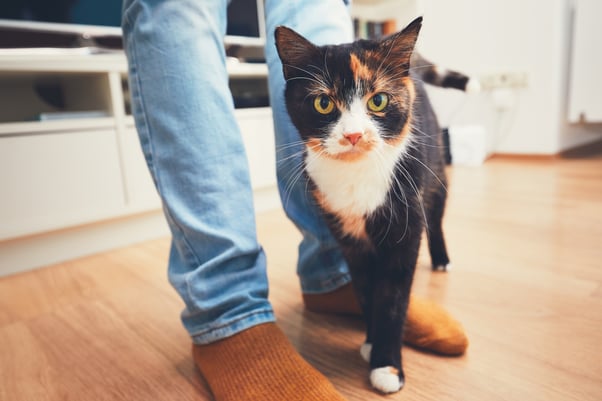 Tortoiseshell cat rubbing against a man’s legs.