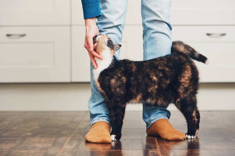 Routinen beibehalten um Katzen Sicherheit zu geben
