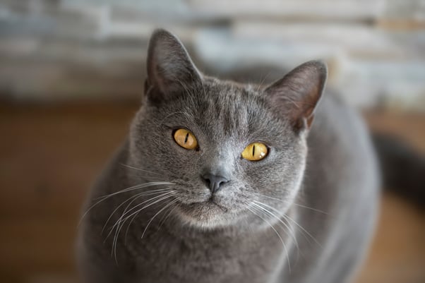 Chartreux cat with gold eyes and a smiling mouthline.