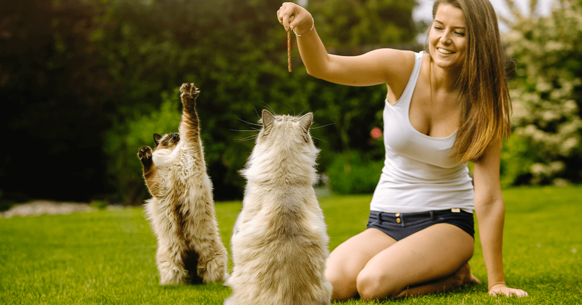 Young woman sitting outside on grass feeding two ragdoll cats reaching for their snack