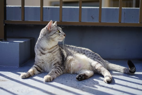 Egyptian Mau sat outside in the sun looking in the distance.