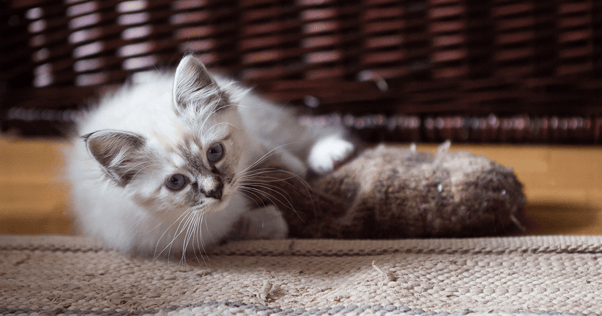 Birman kitten laying on edge of carpet with toy in between all four paws