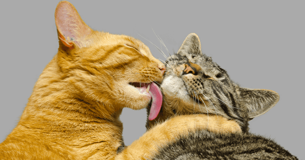 Orange cat licking the face of tabby cat
