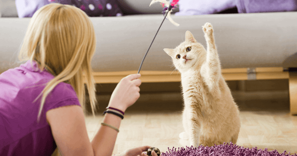 Cat reaching paw up at feather toy being dangled by owner in living room