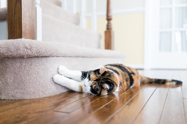 Cat laying down scratching carpet on stairs. 