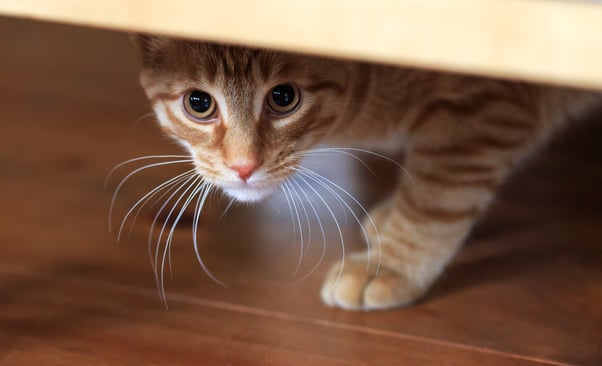 A shy ginger cat peering out from beneath some furniture.
