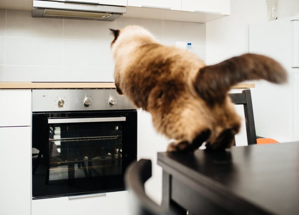 Cat jumping from table to kitchen counter