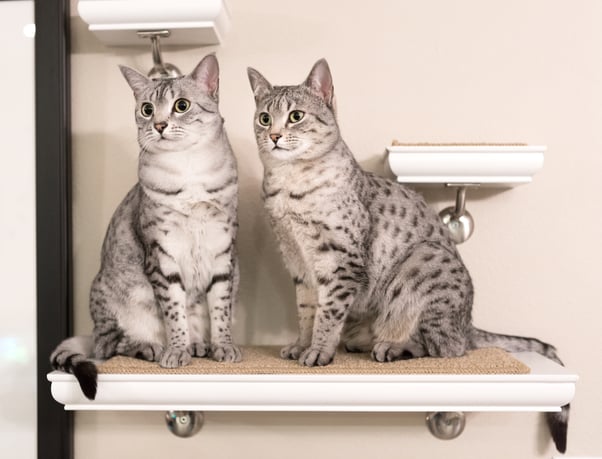 Two Egyptian Mau cats sitting on a ledge together.
