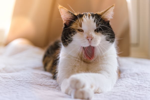 Cat waking up yawning and laying on bed. 