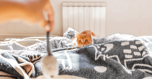 Ginger cat laying on cozy blankets waiting to pounce at toy mouse being dangled by owner