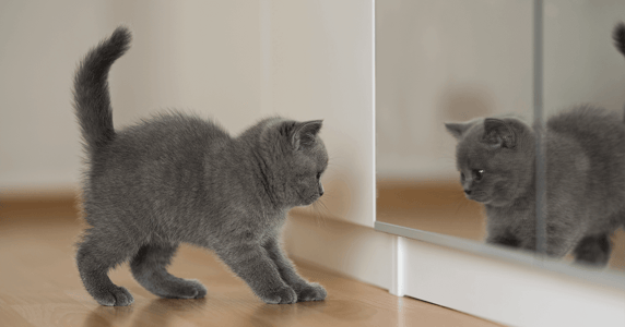 Tiny grey kitten standing in front of mirror with tail up looking curious