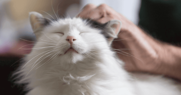 Fluffy white cat with eyes closed getting pet on the head