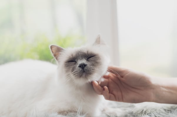 Cat purring while being stroked.