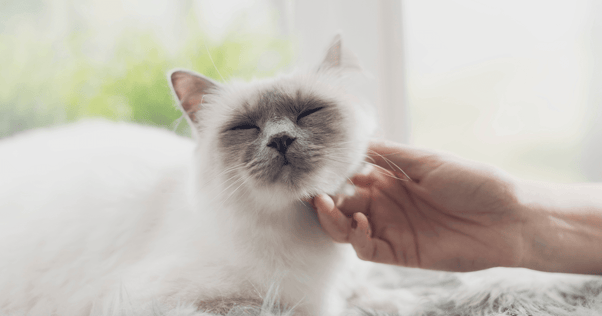 Fluffy white cat receiving chin scratches