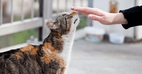 Tortoiseshell cat sniffing a person's hand outside