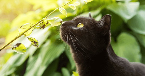 Bombay cat smelling leaf outside