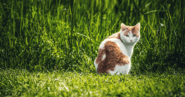 Orange and white cat sitting in grassy area looking over shoulder