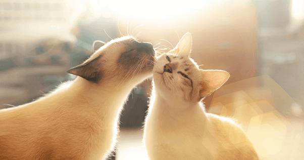 Siamese cat licking the cheek of another cat